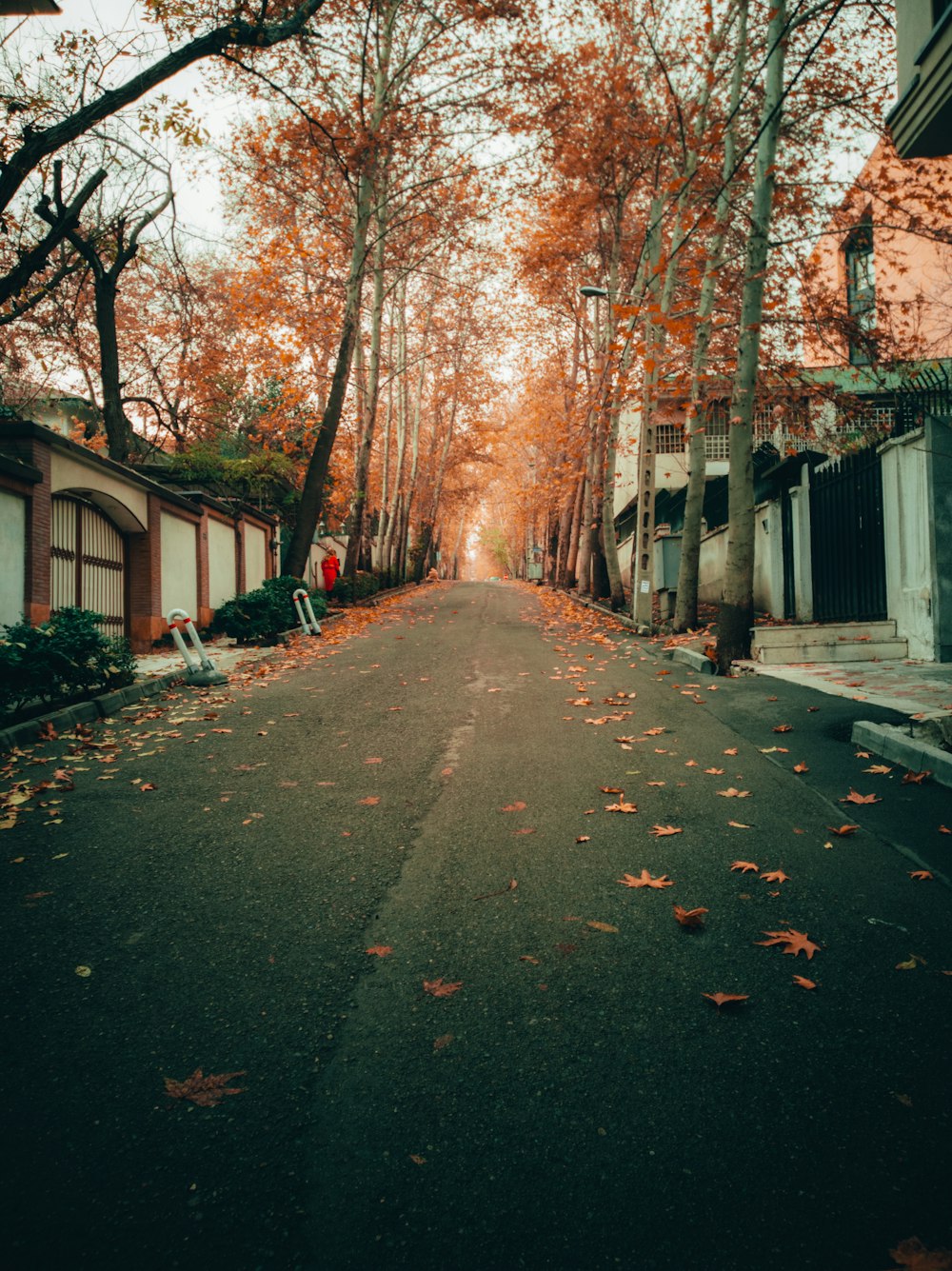 Sentier de béton gris entre les arbres pendant la journée