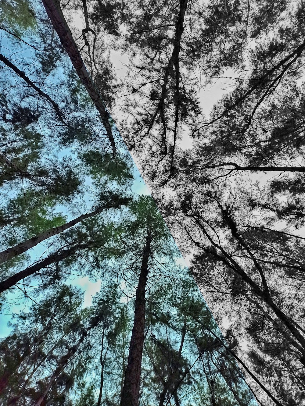 low angle photography of trees during daytime