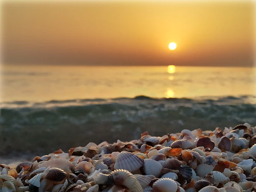 A serene beach at golden hour with soft waves gently touching the shore, framed by delicate seashells in the sand.
