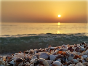 Sunset casting warm hues over a calm beach with scattered seashells.
