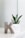 green plant on white ceramic vase