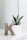 green plant on white ceramic vase