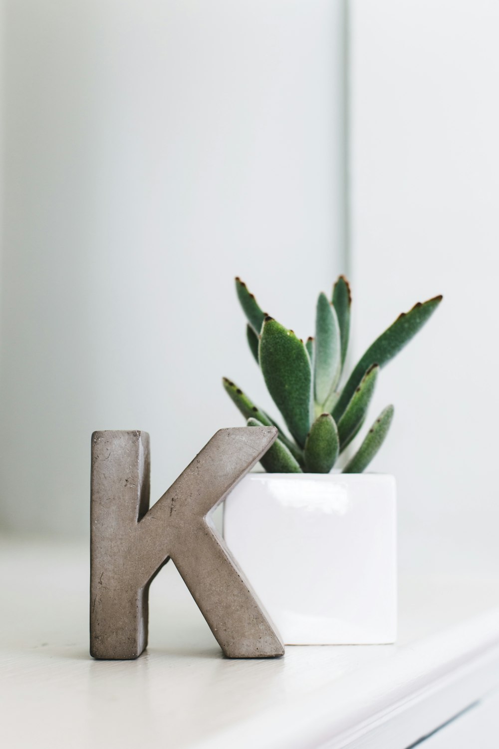 green plant on white ceramic vase