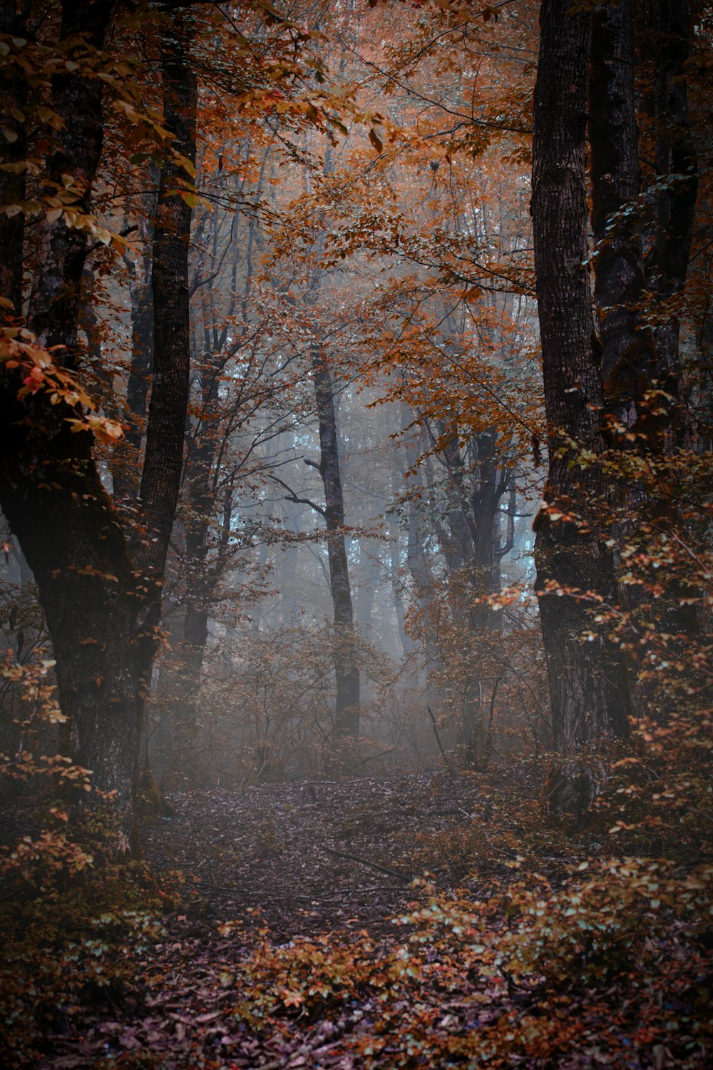 brown trees with brown leaves