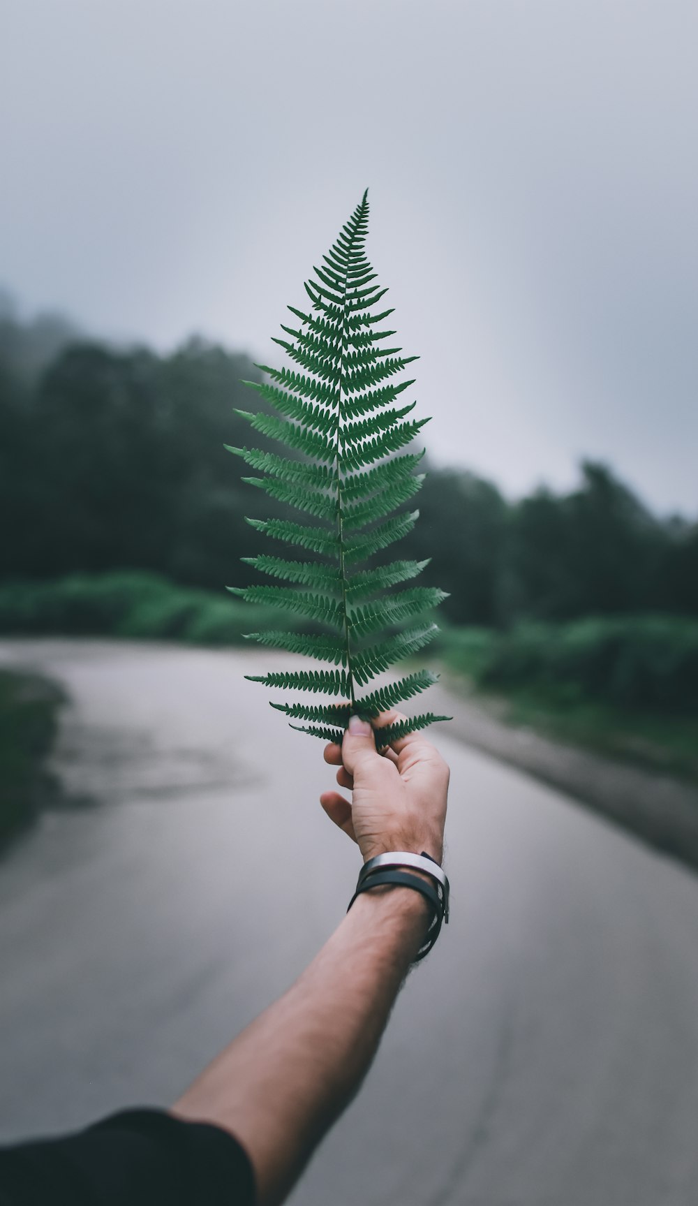 person holding green fern plant