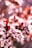 pink and white flowers in tilt shift lens
