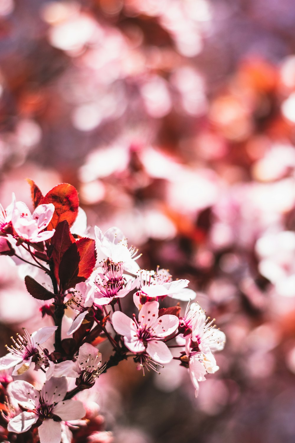 pink and white flowers in tilt shift lens