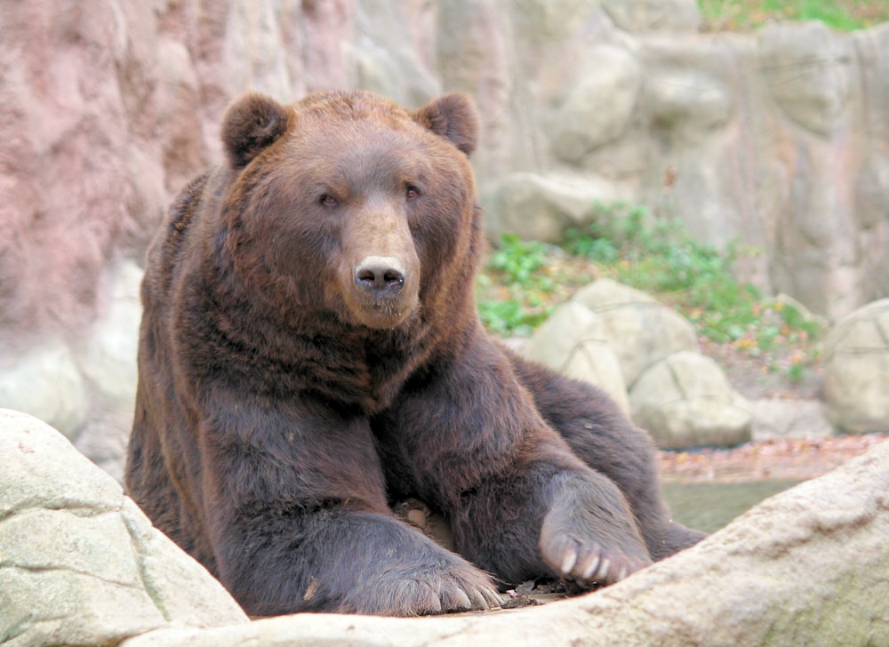 brown grizzly bear on gray rock