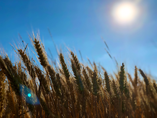 Golden wheat field under a bright blue sky at sunrise.