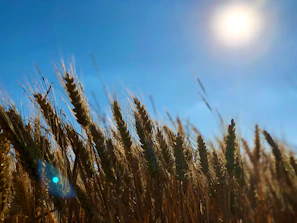 Golden wheat field under bright morning sun with farmers working