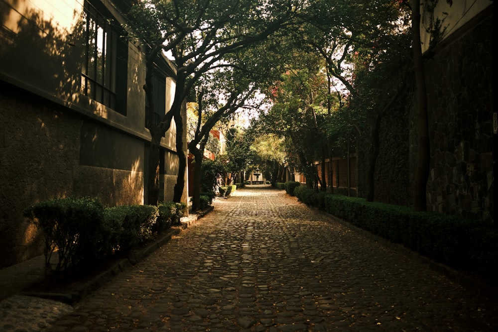 brown brick pathway between green trees during daytime