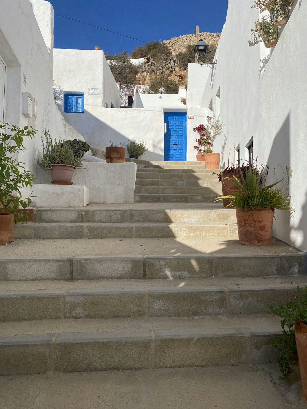 green potted plant on gray concrete stairs