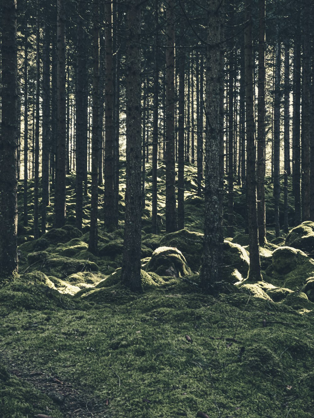 grayscale photo of trees on grass field