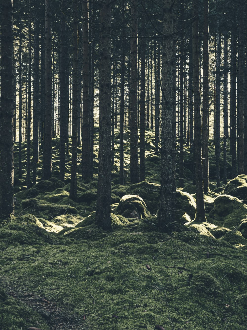 Graustufenfoto von Bäumen auf Grasfeld