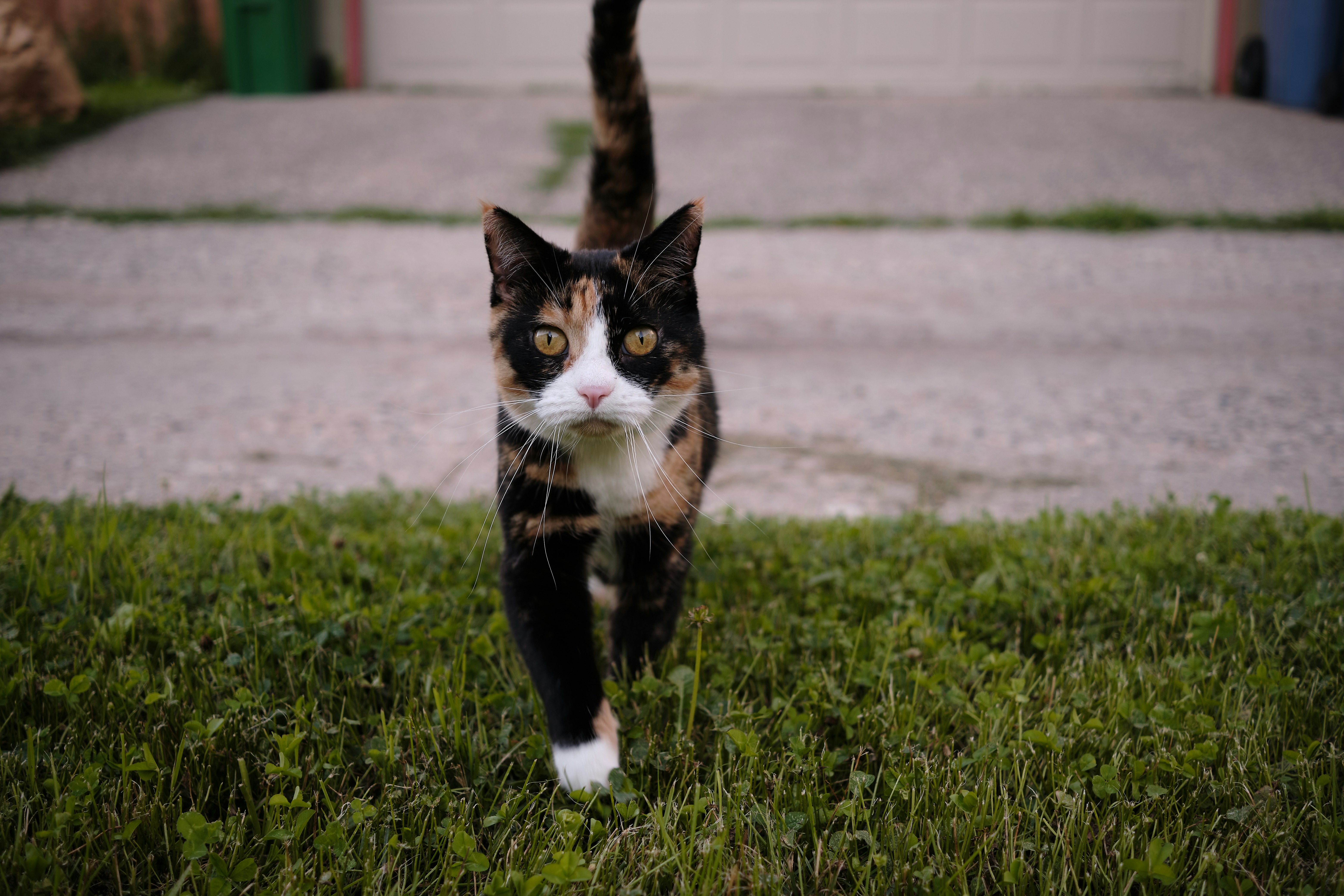 black and white cat on green grass field during daytime