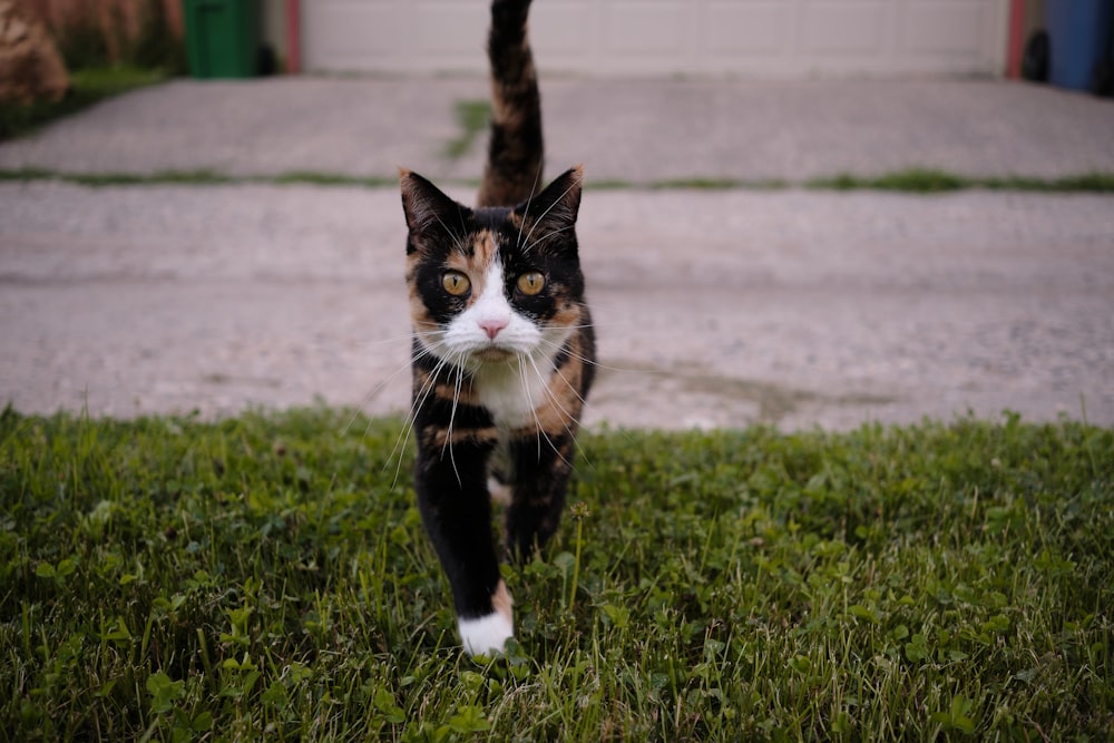 gato preto e branco no campo verde da grama durante o dia