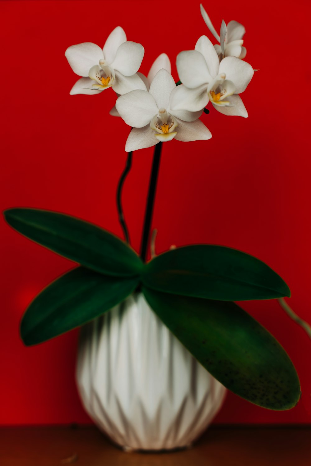 fiore bianco e giallo con foglie verdi