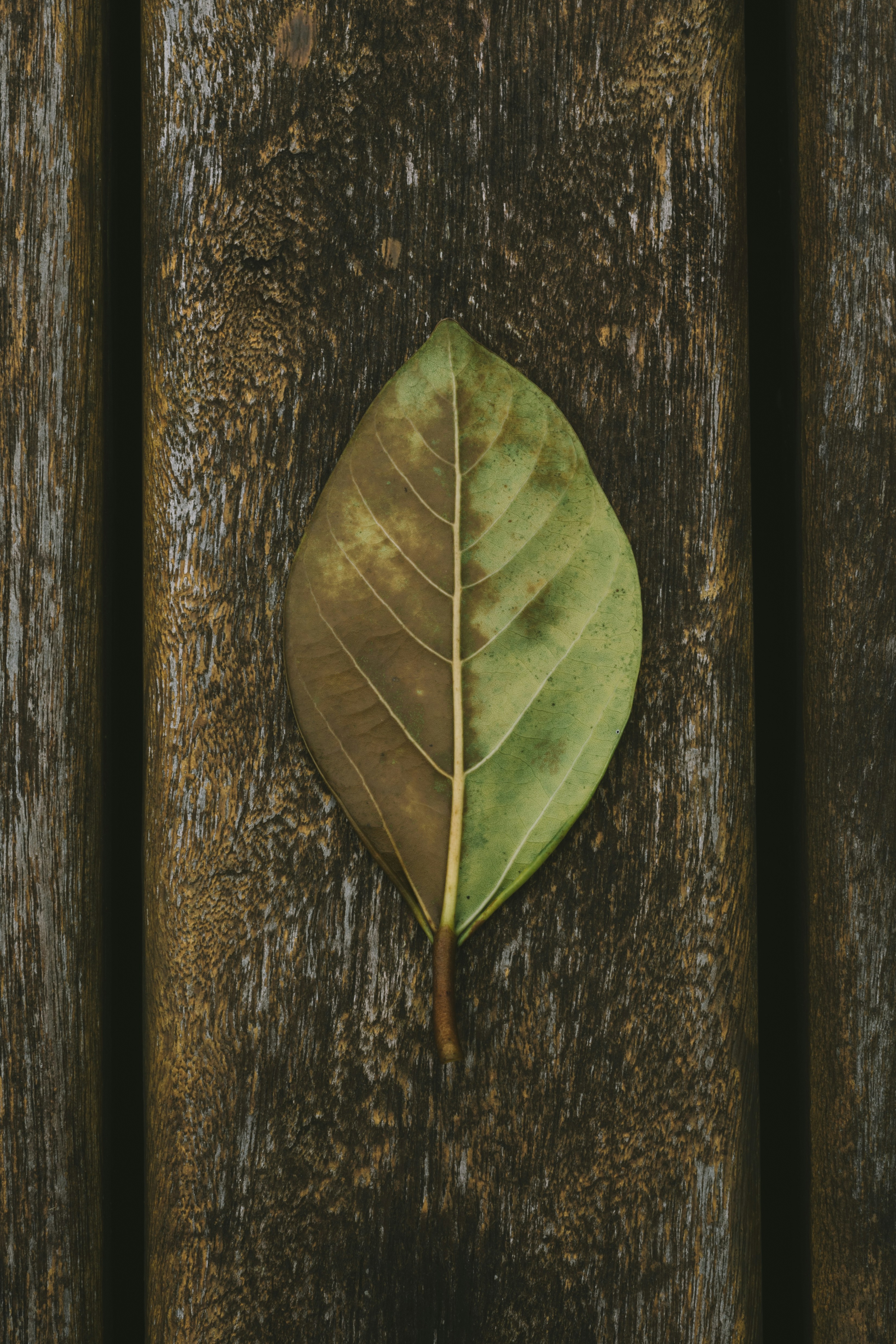 Photo by dantecandal