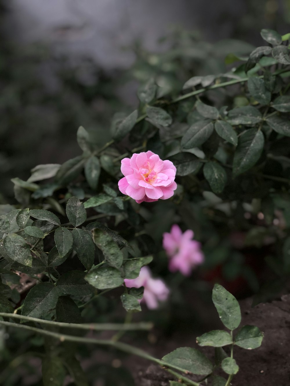 pink flower in tilt shift lens