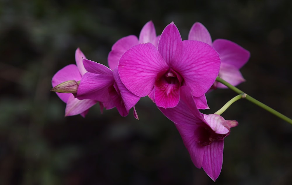 pink flower in tilt shift lens