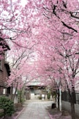 Cherry blossom petals gently falling over a peaceful temple garden pathway.