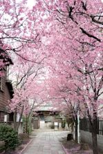 A tranquil Japanese garden with blooming sakura and a stone path winding through moss.