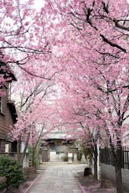 A tranquil Japanese garden with blooming sakura and a stone path winding through moss.