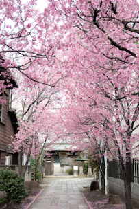 Sunlit ancient palace gardens where visitors stroll beneath blooming cherry blossoms.