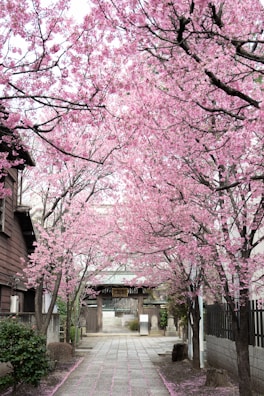 A peaceful Japanese garden path lined with blooming cherry blossoms in spring.