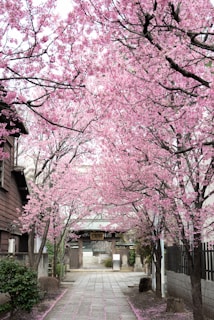 A tranquil pathway lined with cherry blossom trees in full bloom, creating a pink canopy overhead. The ground is sprinkled with fallen petals, and traditional Japanese architecture can be seen in the background.