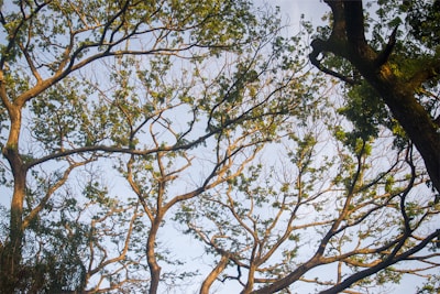 A serene family tree illustration representing generations connected by memories.