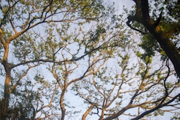 A quiet moment beneath tropical trees, symbolizing strength and connection.