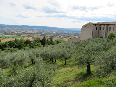An expert advising an olive grower in a sunlit olive grove with rolling hills in the background.