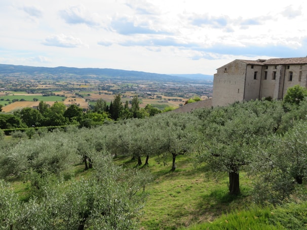 A scenic landscape with rolling hills covered in olive trees extends into the distance. In the foreground are neatly aligned rows of trees with silvery-green leaves. A large stone building stands on the right side, overlooking the expansive valley. The sky is partly cloudy, casting soft shadows on the patchwork of fields below.