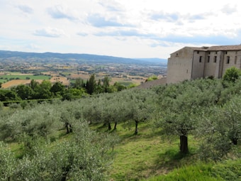 A scenic landscape with rolling hills covered in olive trees extends into the distance. In the foreground are neatly aligned rows of trees with silvery-green leaves. A large stone building stands on the right side, overlooking the expansive valley. The sky is partly cloudy, casting soft shadows on the patchwork of fields below.