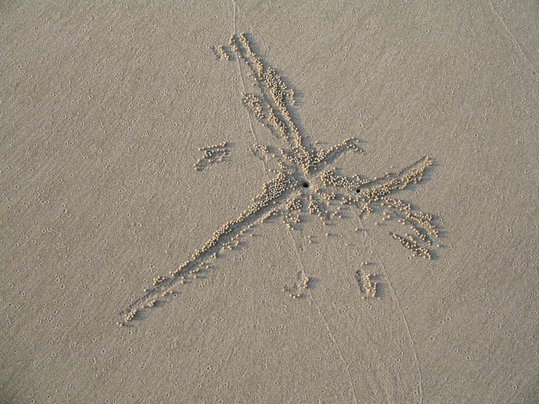 white starfish on brown sand