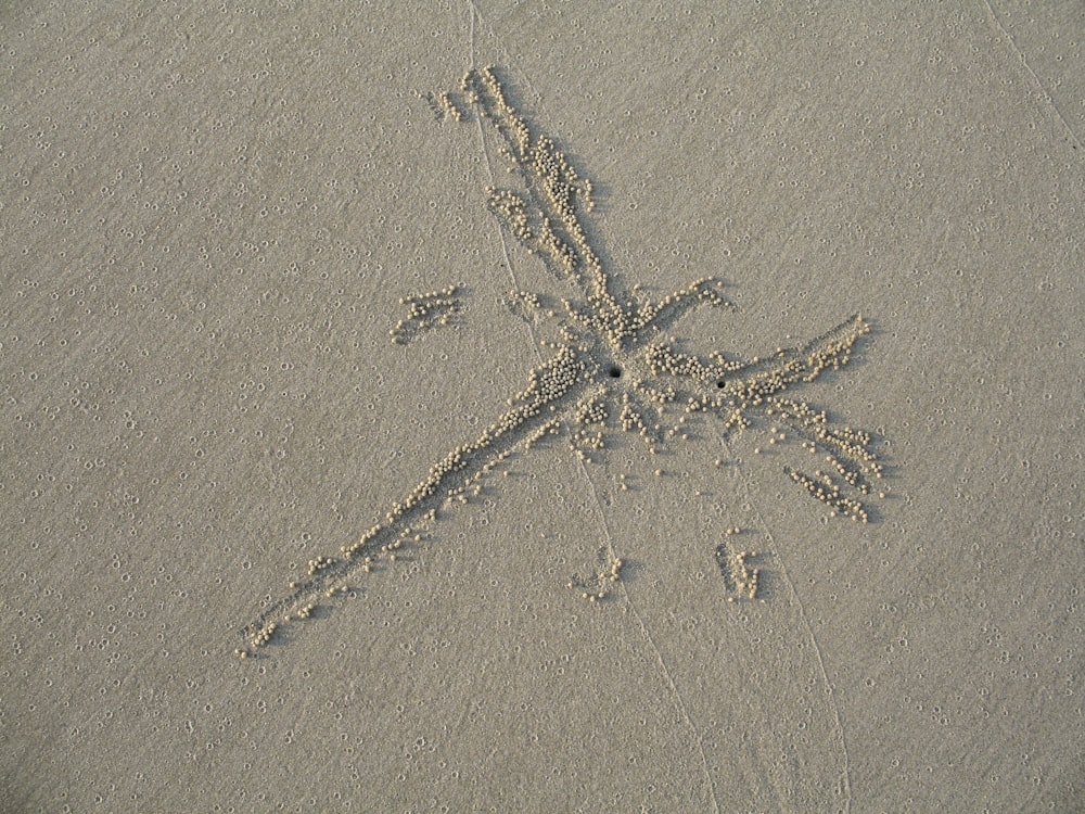 white starfish on brown sand