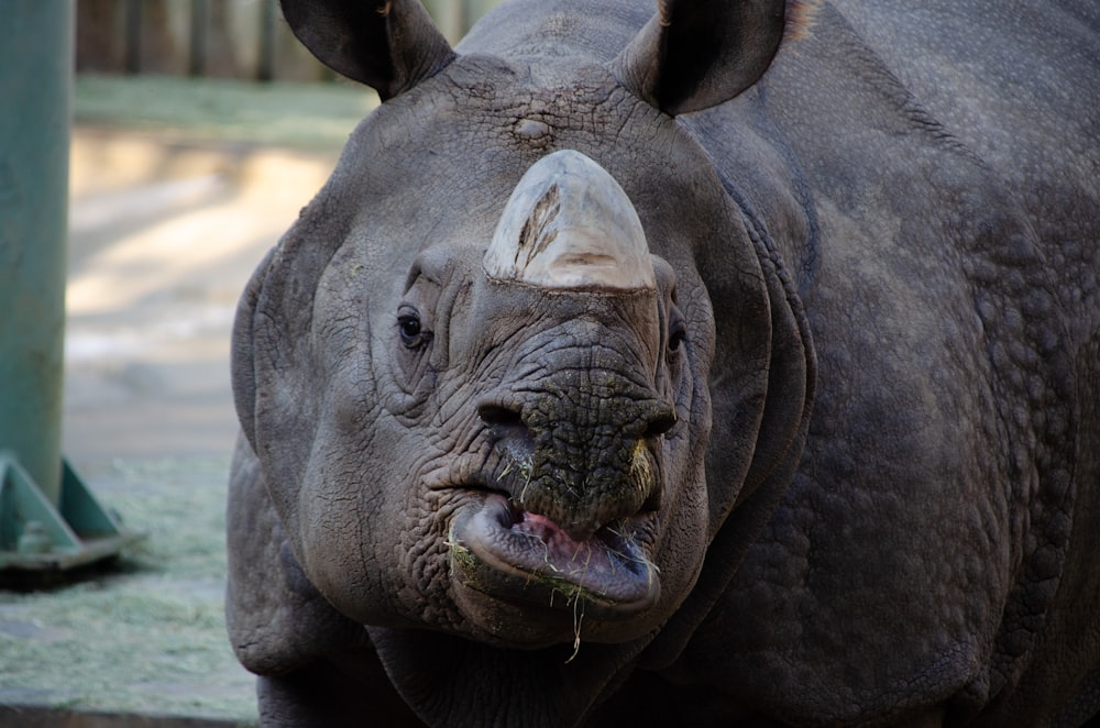 black rhinoceros with green eyes