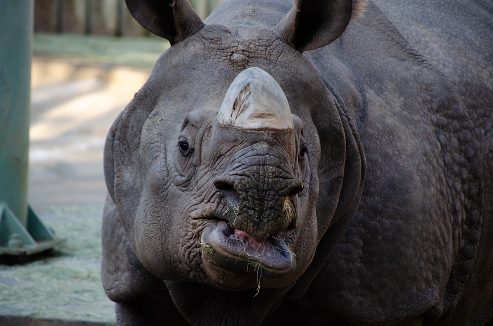 rhinocéros noir aux yeux verts