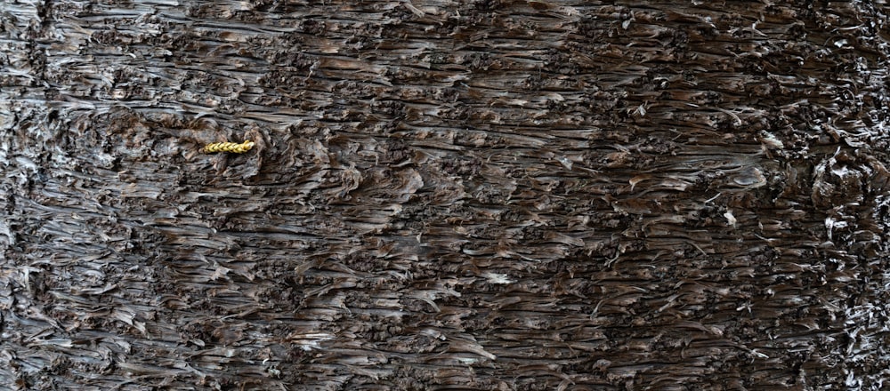 brown and white dried leaves