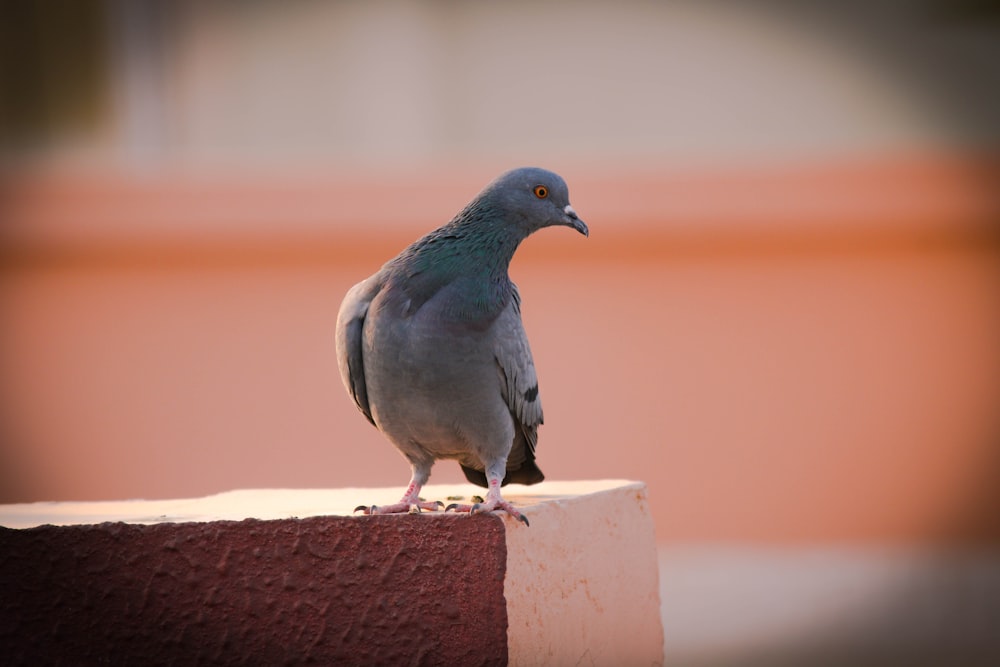 gray and black bird on brown concrete wall