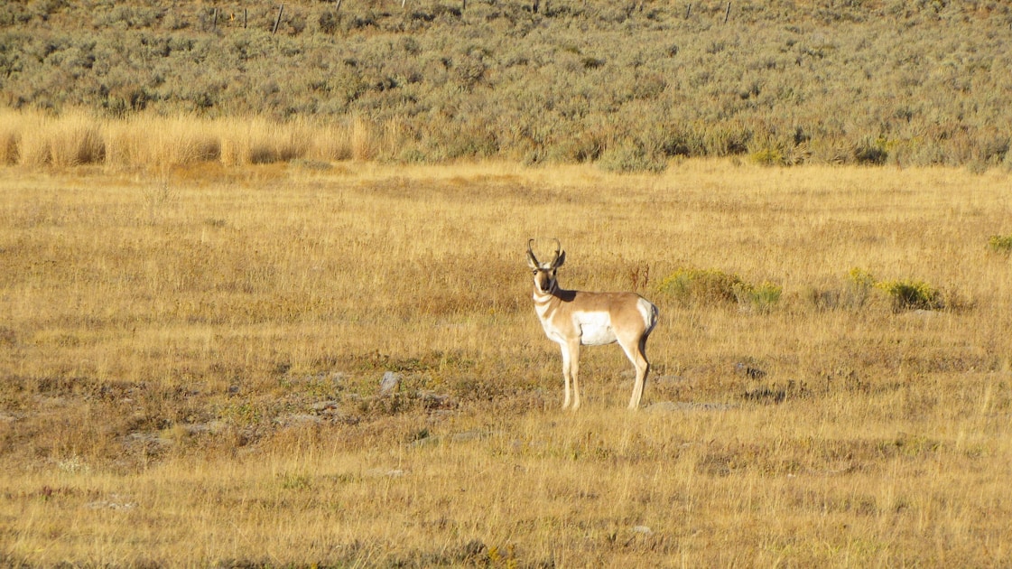Pronghorn antelope buck on Wyoming sagebrush plains with the Wind River Range in the background