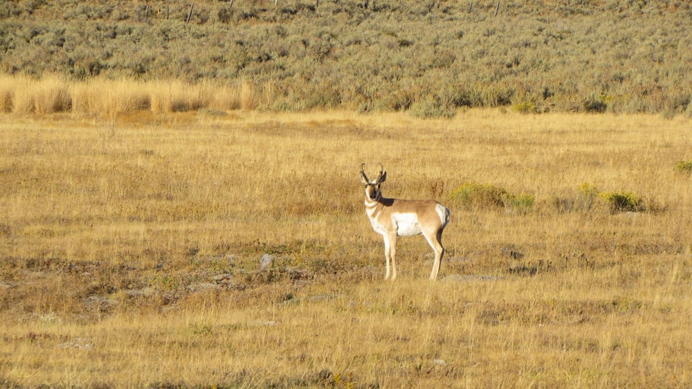 brown deer on brown grass field during daytime