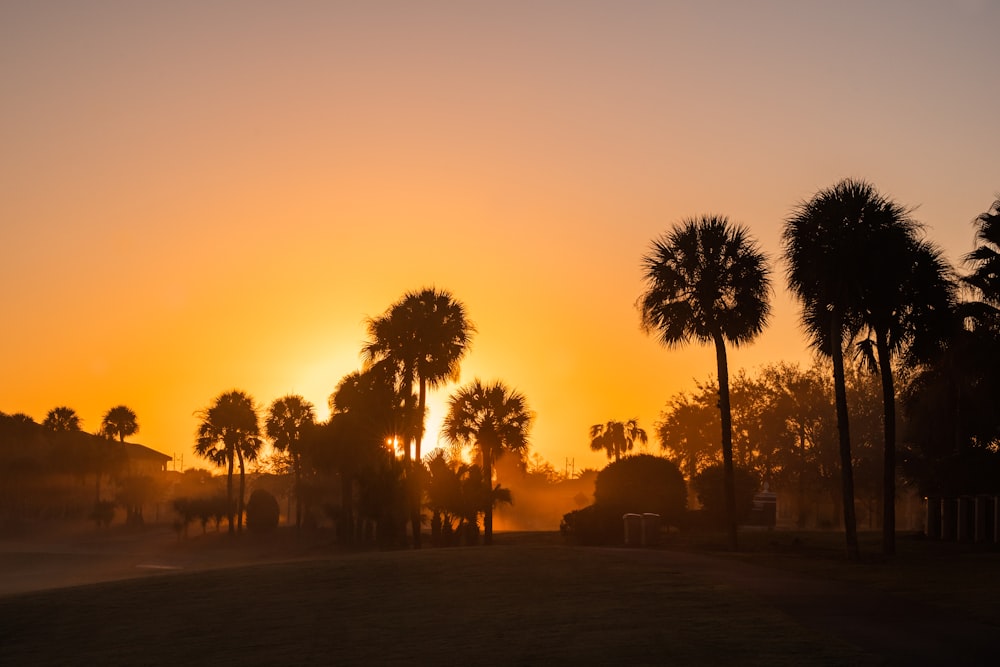 silhouette of trees during sunset