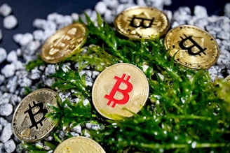 Gold coins featuring the Bitcoin symbol are scattered among green foliage and small white rocks. One coin has a distinctive red Bitcoin symbol, drawing attention.