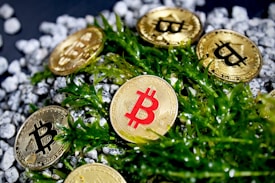 Gold coins featuring the Bitcoin symbol are scattered among green foliage and small white rocks. One coin has a distinctive red Bitcoin symbol, drawing attention.
