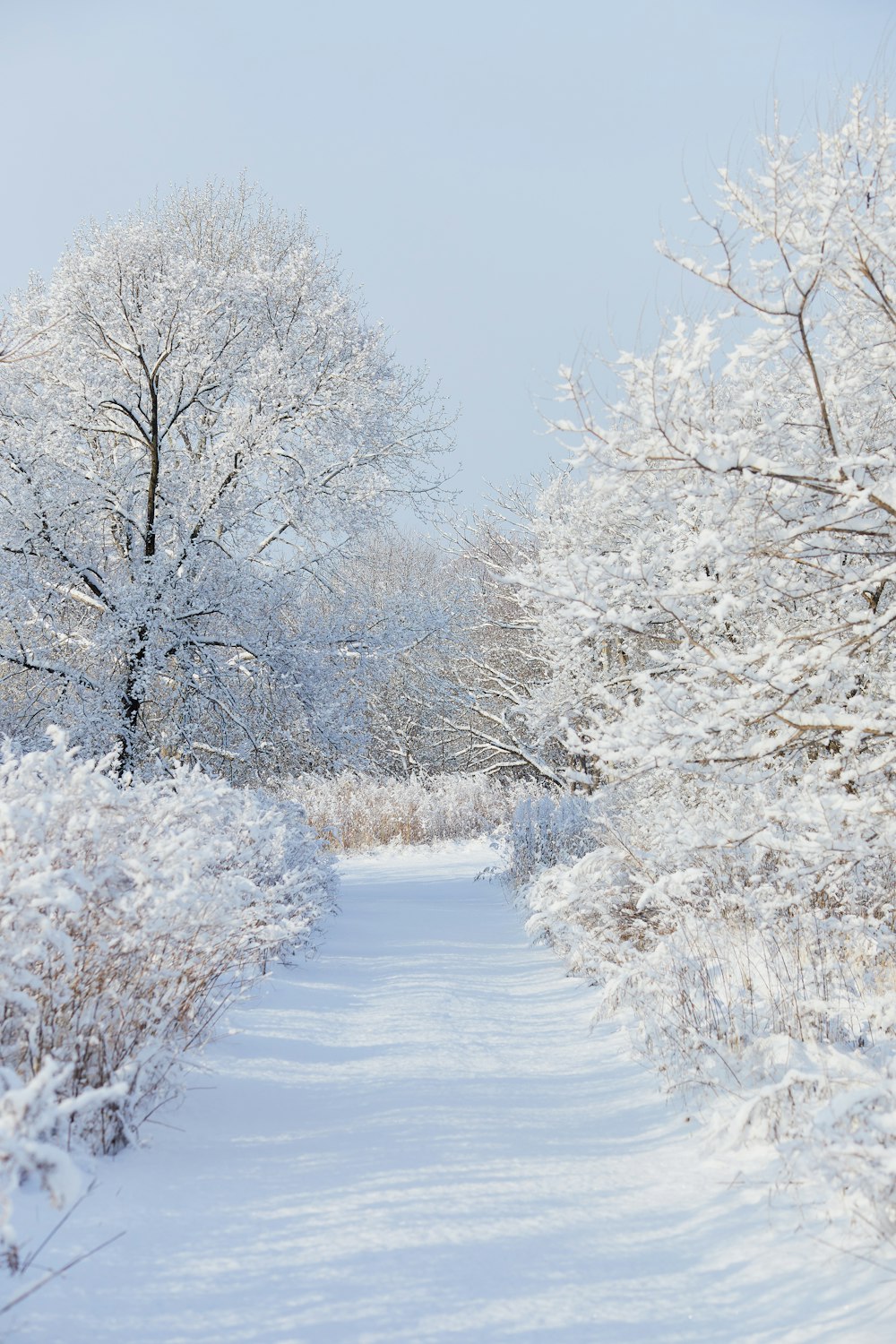 Schneebedeckte Bäume tagsüber