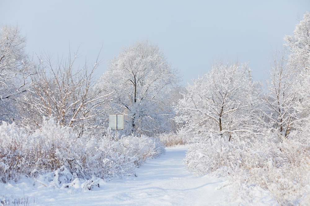 snow covered trees and house during daytime