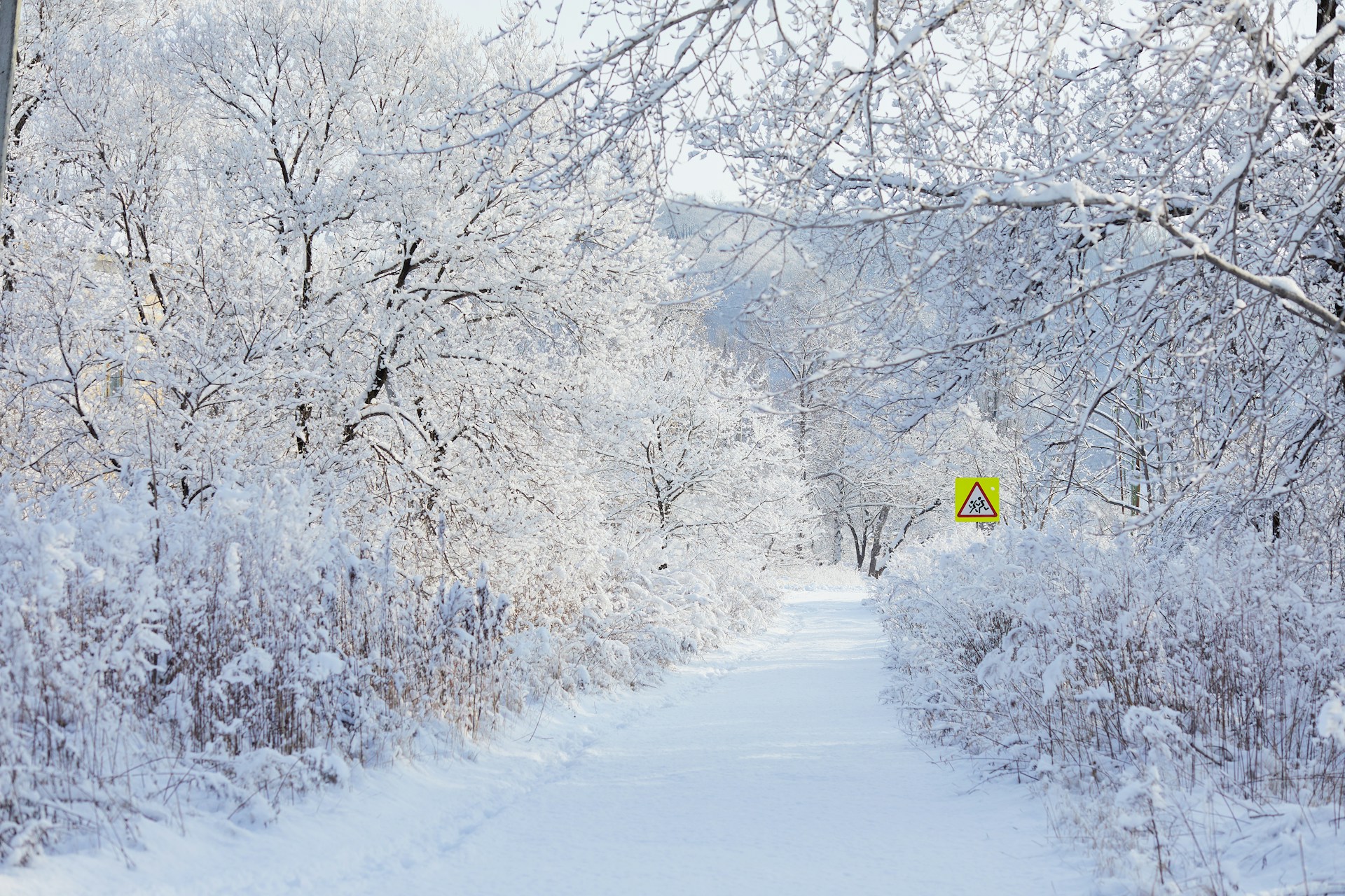 snow covered road between trees during daytime