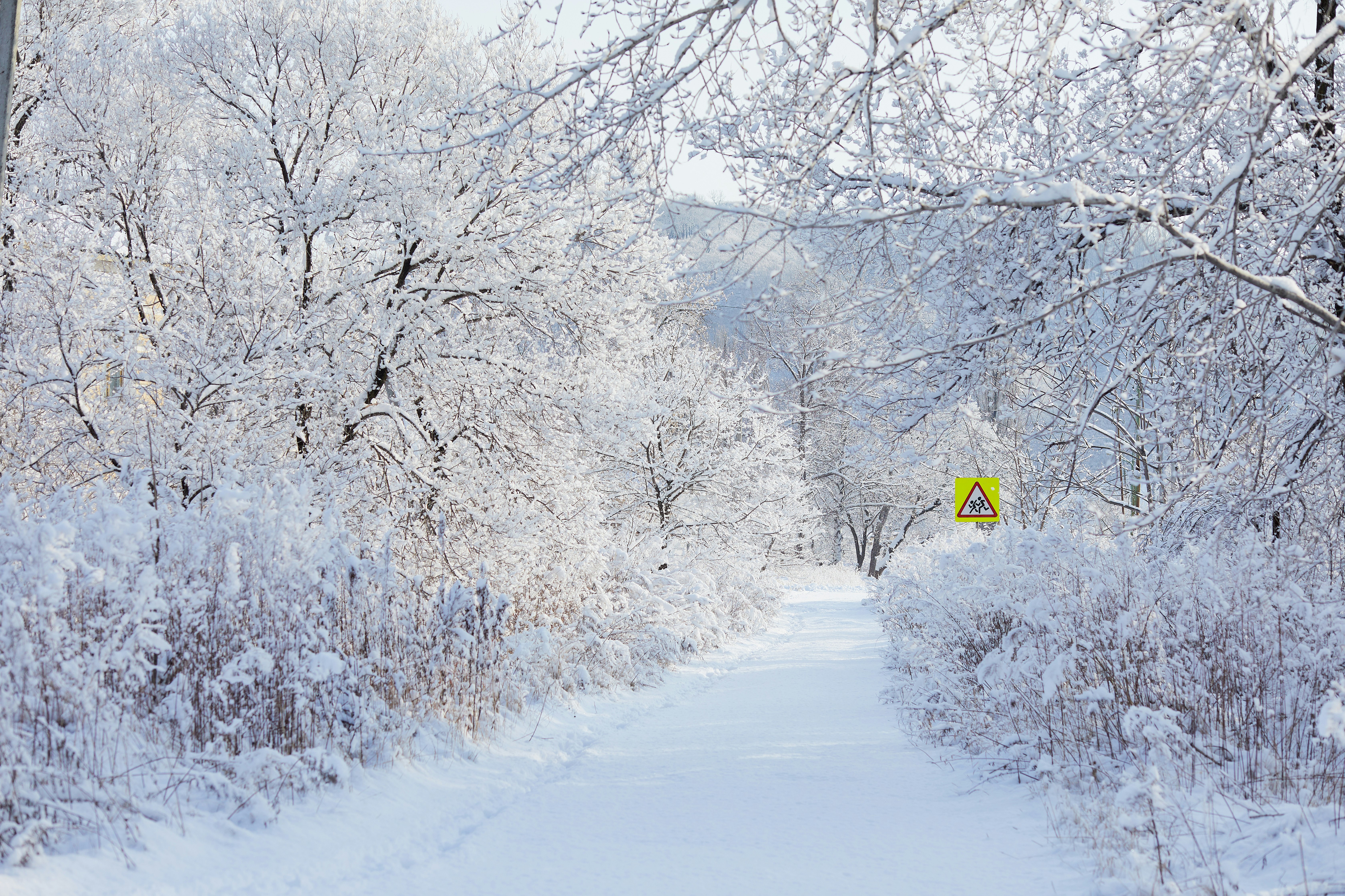 snow covered road between trees during daytime